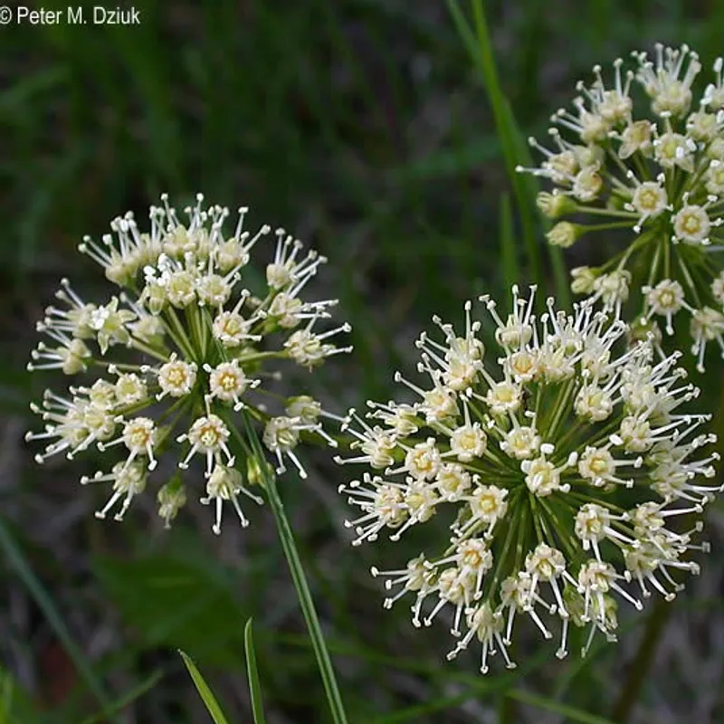 Sarsaparilla Blossom Mead image